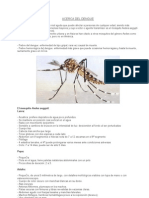 Información Sobre Dengue