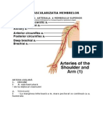 VASCULARIZATIA MEMBRELOR