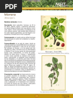 La Morera Planta Medicinal Para La Diabetes