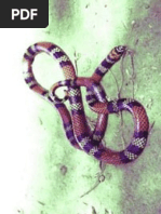  Acidentes ofídicos na região de são josé do rio preto