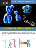 mitoseemeiose-