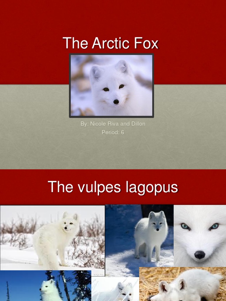 Arctic Fox | PDF