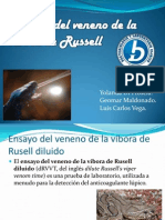 Tiempo Del Veneno de La Vibora de Russell