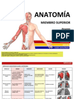 ANATOMÍA Miembro Superior.pdf