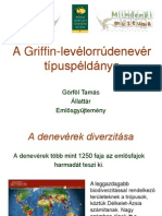 Hipposideros_GorfolT.pdf