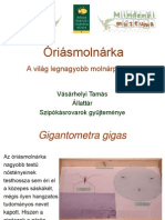 Oriasmolnarka_VasarhelyiT.pdf