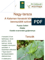 Tarsza_PuskasG.pdf