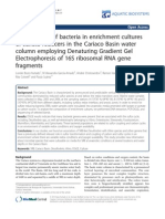 Identification of Bacteria in Enrichment Cultures of Sulfate Reducers in The Cariaco Basin Water Column Employing Denaturing Gradient Gel Electrophoresis of 16S Ribosomal RNA Gene Fragments