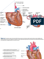 Heart Cycle