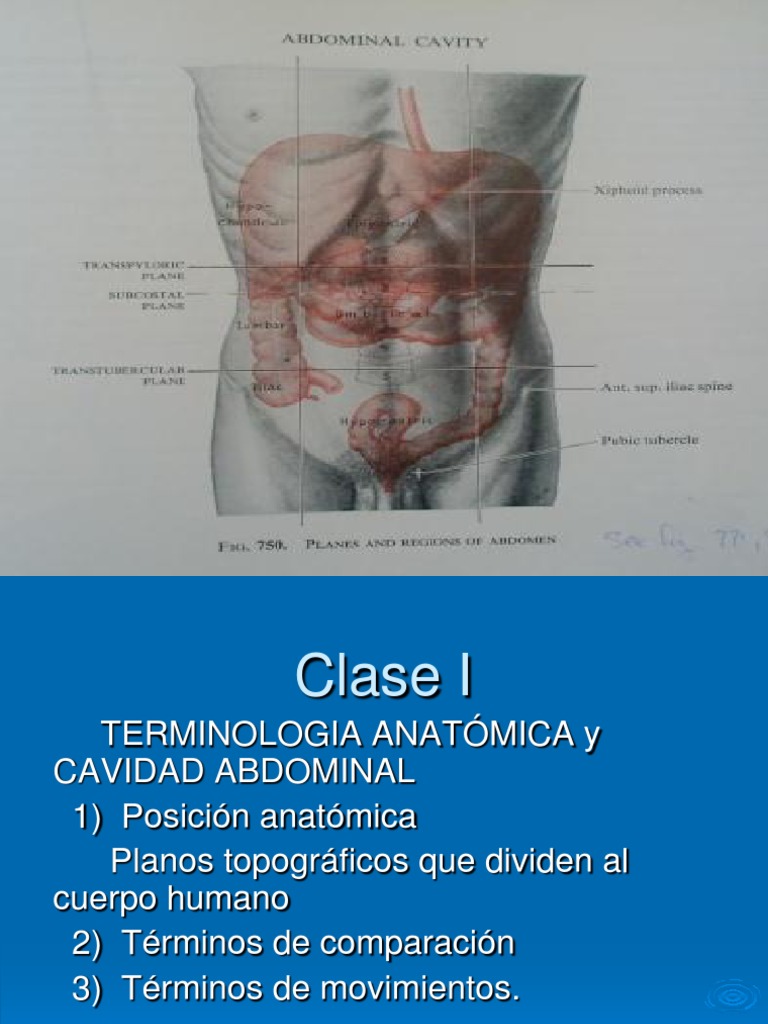 Anatomía de la Cavidad Abdominal | PDF | Abdomen | Términos anatómicos ...