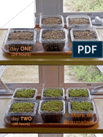 Documenting a 6 Day Growth Sequence of BROCCOLI Microgreens