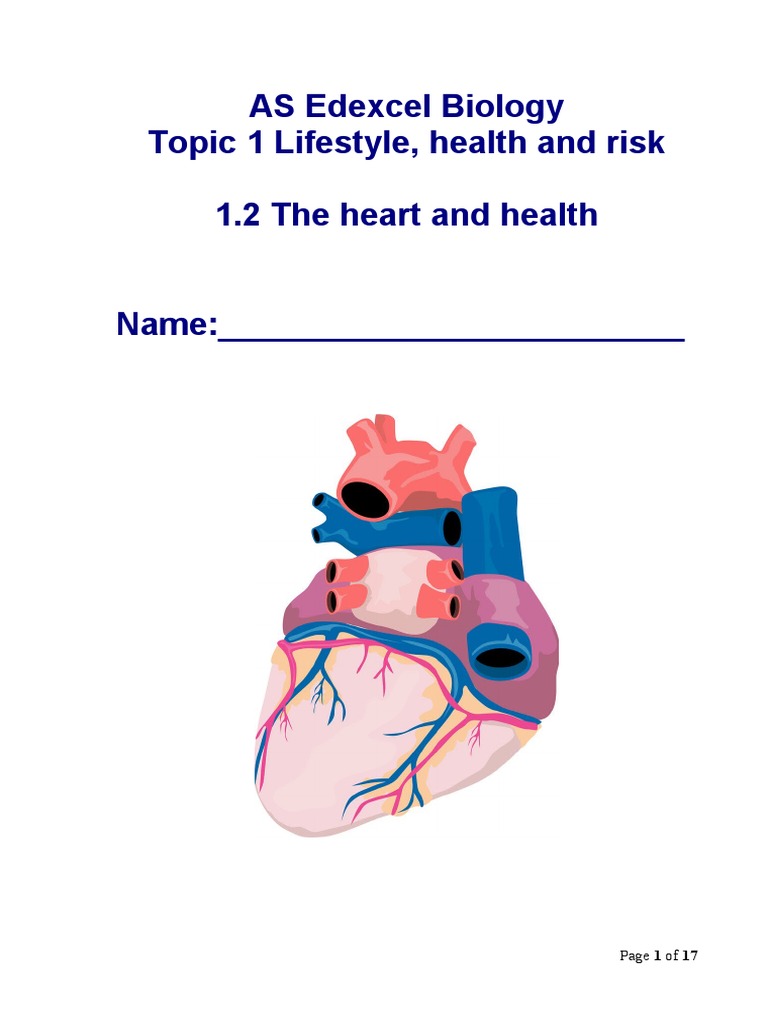 Heart Work Sheet PDF Ventricle (Heart) Heart
