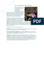 Φασκόμηλο το φαρμακευτικό - Salvia Officinalis