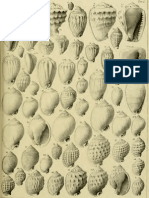 I molluschi dei terreni terziari del Piemonte e della Liguria; F. Sacco, 1890 - PARTE 7 - Paleontologia Malacologia - Conchiglie Fossili del Pliocene e Pleistocene