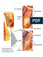 Estructura y componentes de la mama y el mediastino