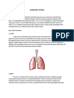 Excretory system