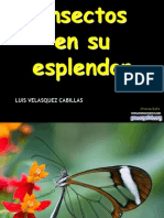 Insectos en Su Esplendor-10715