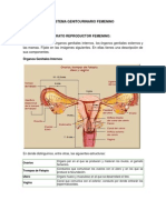 Anatomía y ciclo del sistema reproductor femenino