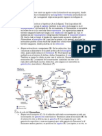 En El Ciclo Del Plasmodium Existe Un Agente Vector