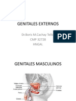Genitales Externos
