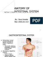 Anatomi Sistem Pencernaan