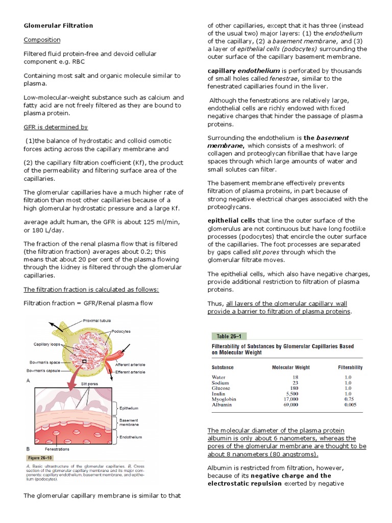 Glomerular Filtration: Membrane, Which Consists of A Meshwork of | PDF ...