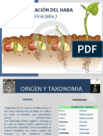 Germinación Del Haba