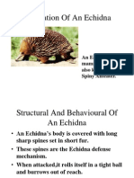 Adaptation of An Echidna and Skunk