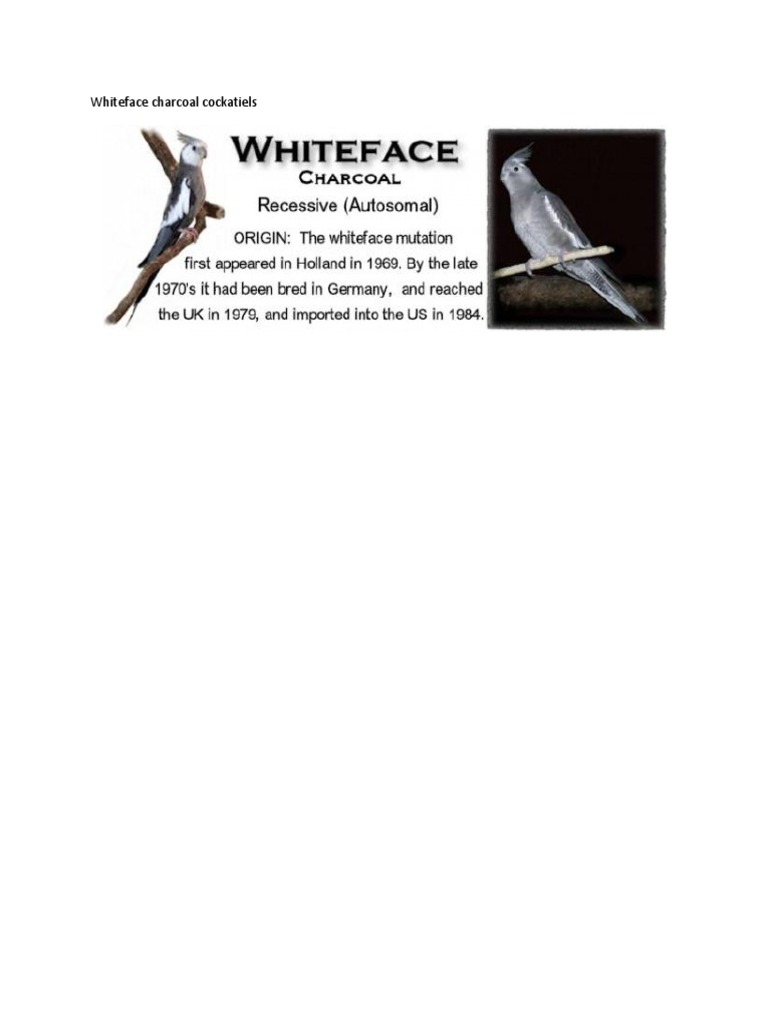 Whiteface Charcoal Cockatiels PDF Birds