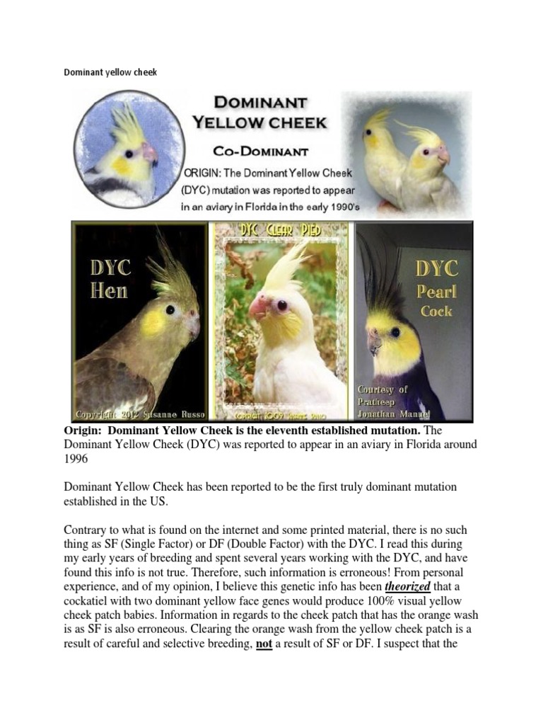 cockatiel yellow cheek