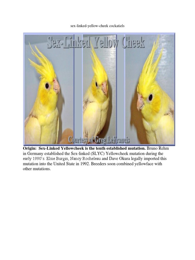 cockatiel yellow cheek