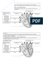2 Schéma Du Coeur
