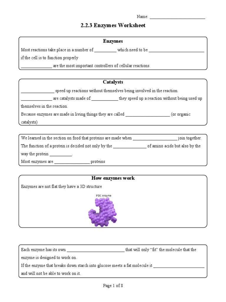 worksheet Enzymes Worksheet enzymes worksheet 1