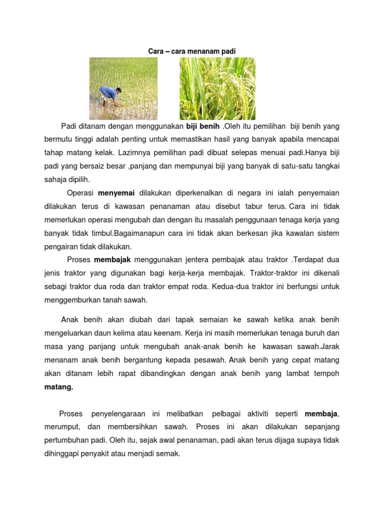 Cara Tanam Padi Pdf