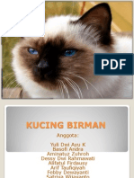 Kucing Birman Ppt