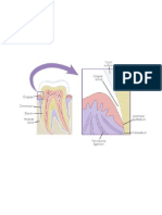 Proses Terjadinya Periodontitis