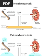 Calcium Homeostasis: Bone Blood Ca++ Kidney