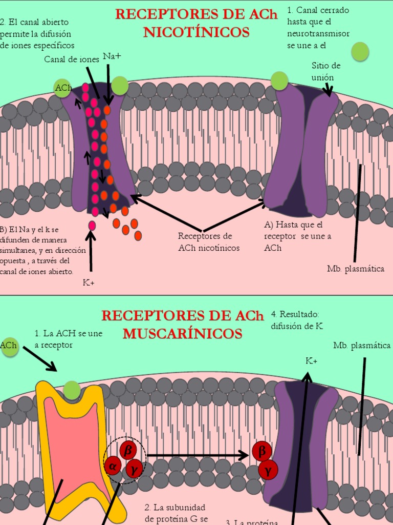 Acetilcolina, Receptores Nicotionicos y Muscarinicos 08-10-13