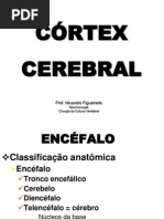 016 - Cortex Cerebral 1