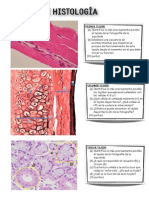 Modelos Exámenes Lámnas Histología PDF