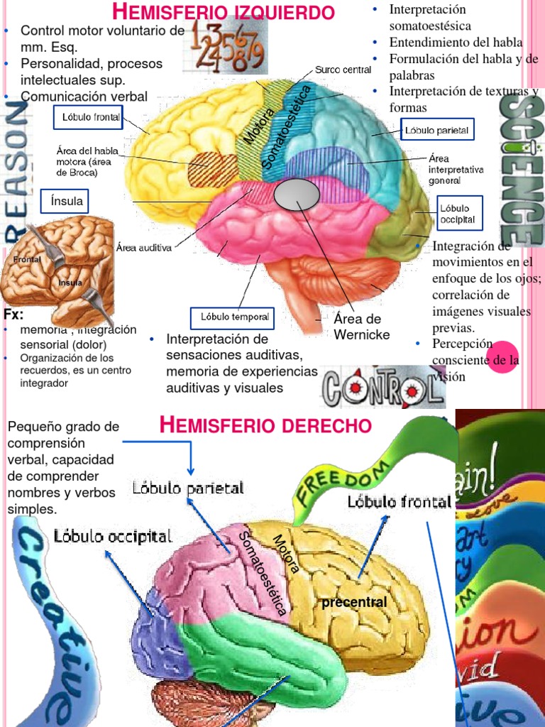 Hemisferio Izquierdo | PDF | Artes del Lenguaje y Comunicación