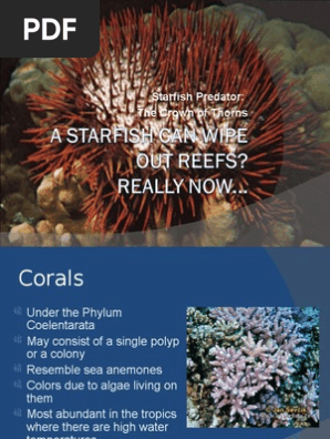 A Starfish Can Wipe Out Reefs