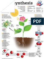 photosynthesis-infographic-kids-discover