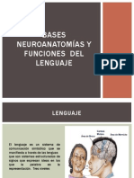 Bases  neuroanatomías y funciones  del  lenguaje
