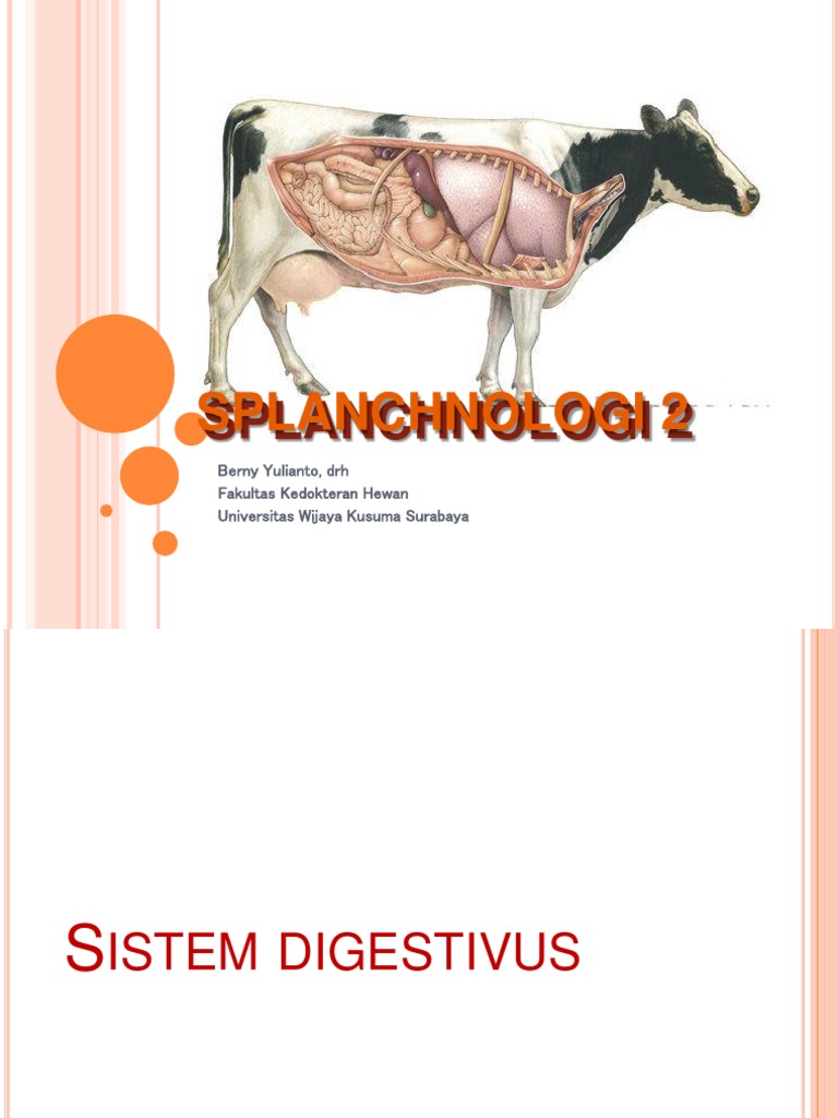 Anvet I - 09 - Splanchnologi 2 - Sistem Digesti | PDF