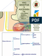 Via Columna Dorsal Leminisco Medial 1