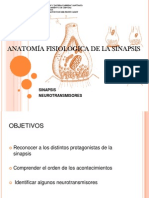 Anatomia de La Sinapsis