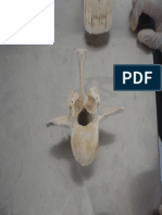 5 - Anatomia Veterinária - Pescoço Axis PDF