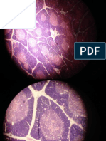 8 - Histologia Veterinária - Timo PDF