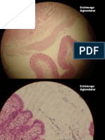 10 - Histologia Veterinária - Estômago Aglandular e Glandular.pdf